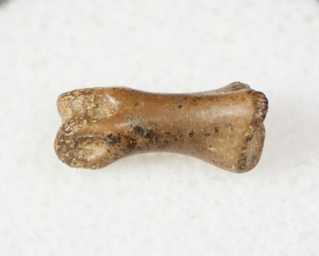 Small Theropod (Raptor) Toe Bone - Hell Creek Formation #12785